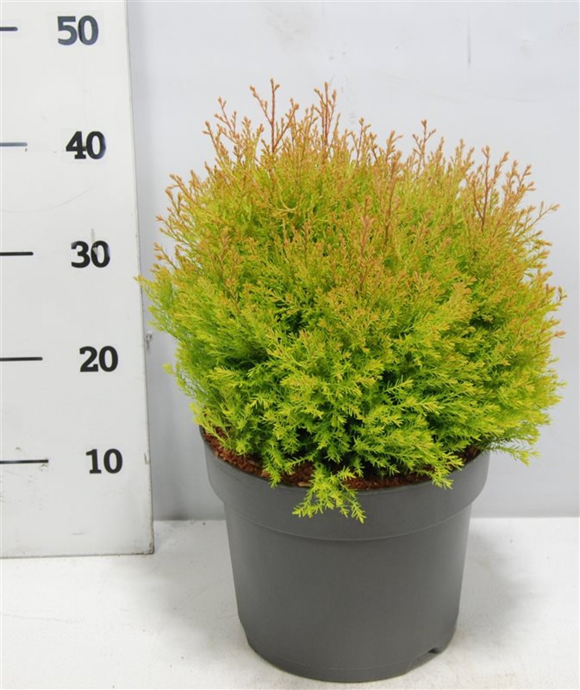 Thuja – Thuja occidentalis 'Fire Chief' - C7.5 30-40 cm.