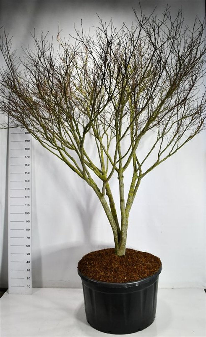 Japansk lönn – Acer palmatum &