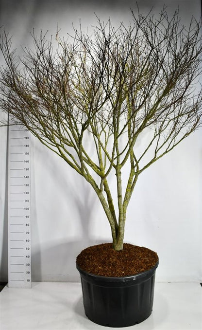Japansk lönn – Acer palmatum &