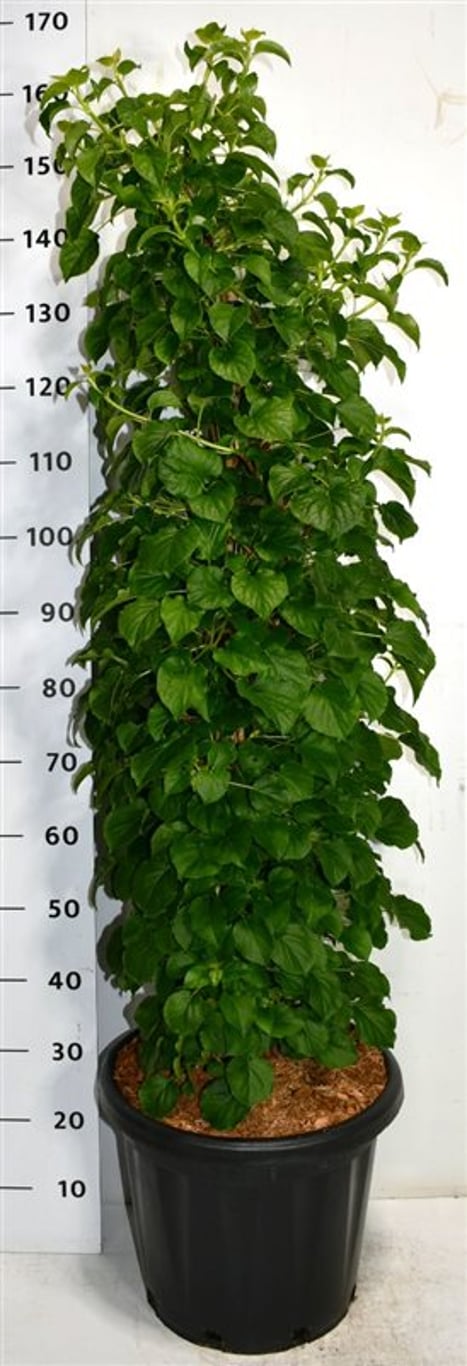 Klätterhortensia – Hydrangea petiolaris - C25 100-125 cm.