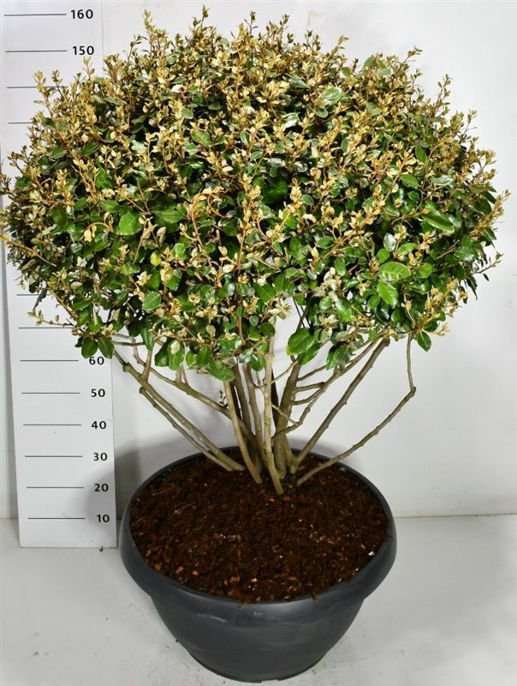 Silverolvon – Elaeagnus ebbingei - C90 120-130 cm. Meerstammig