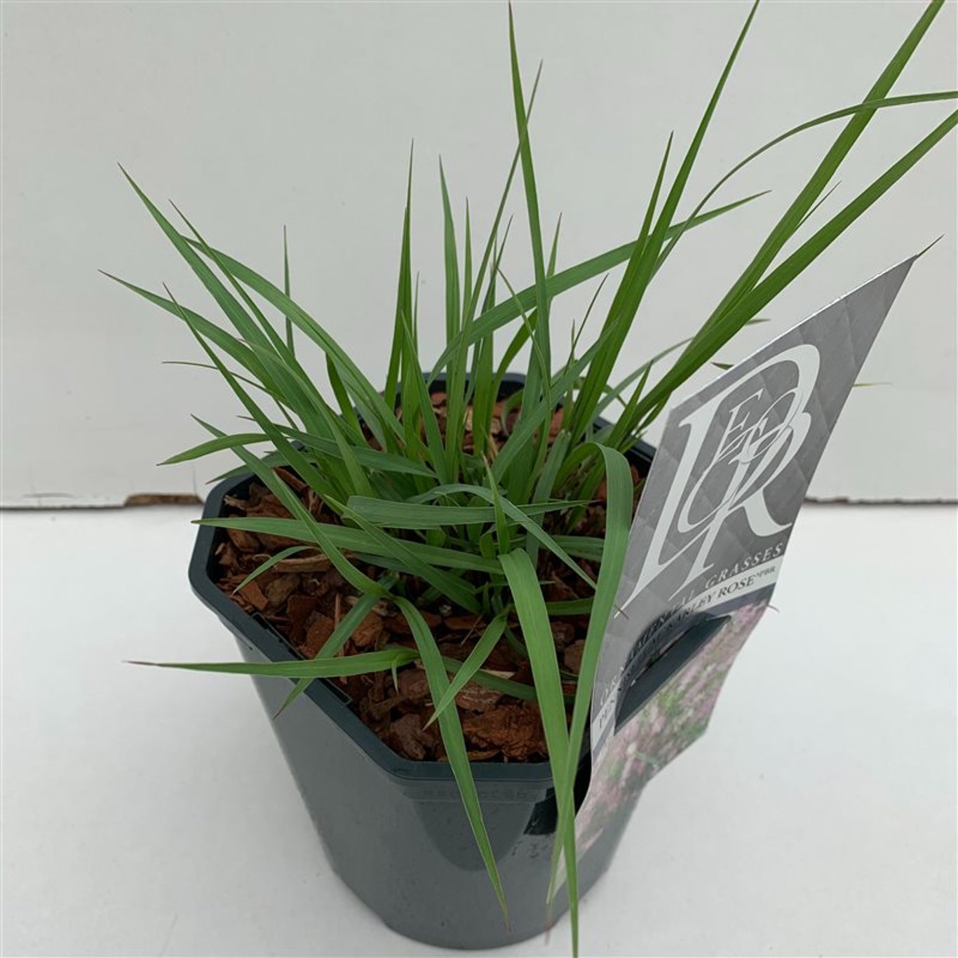 Lampborstgräs – Pennisetum 'Karley Rose' - C2