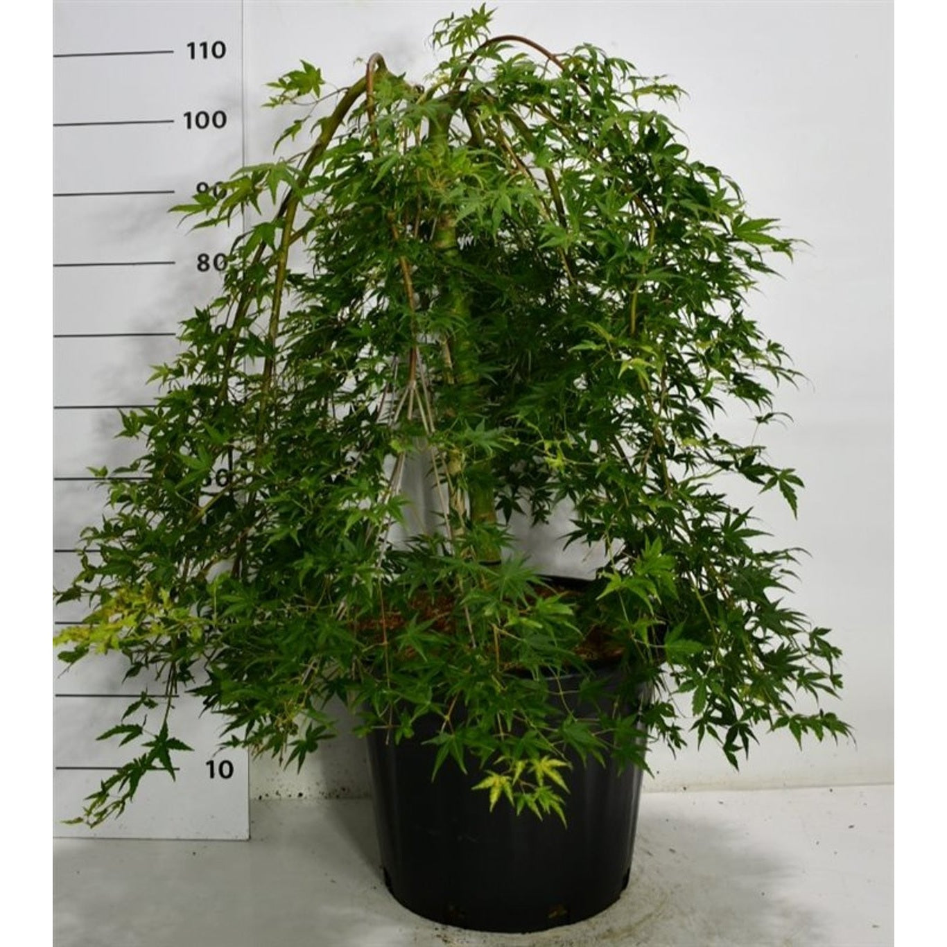 Japansk lönn – Acer pal. 'Ryusen' - 50 CM Stem C30