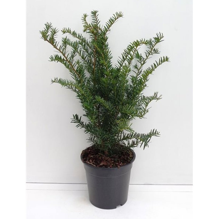 Hybrididegran – Taxus media 'Green Mountain' - C3 30-40 CM