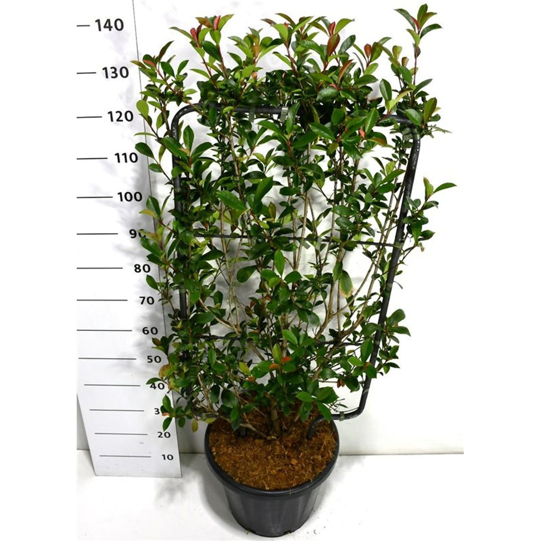 Glansmispel – Photinia fraseri &