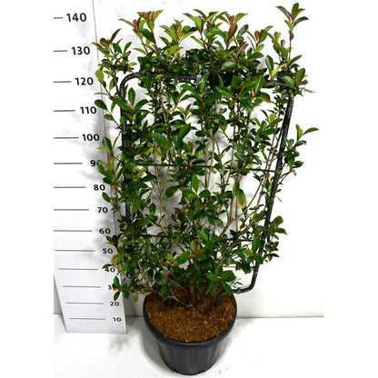 Glansmispel – Photinia fraseri &