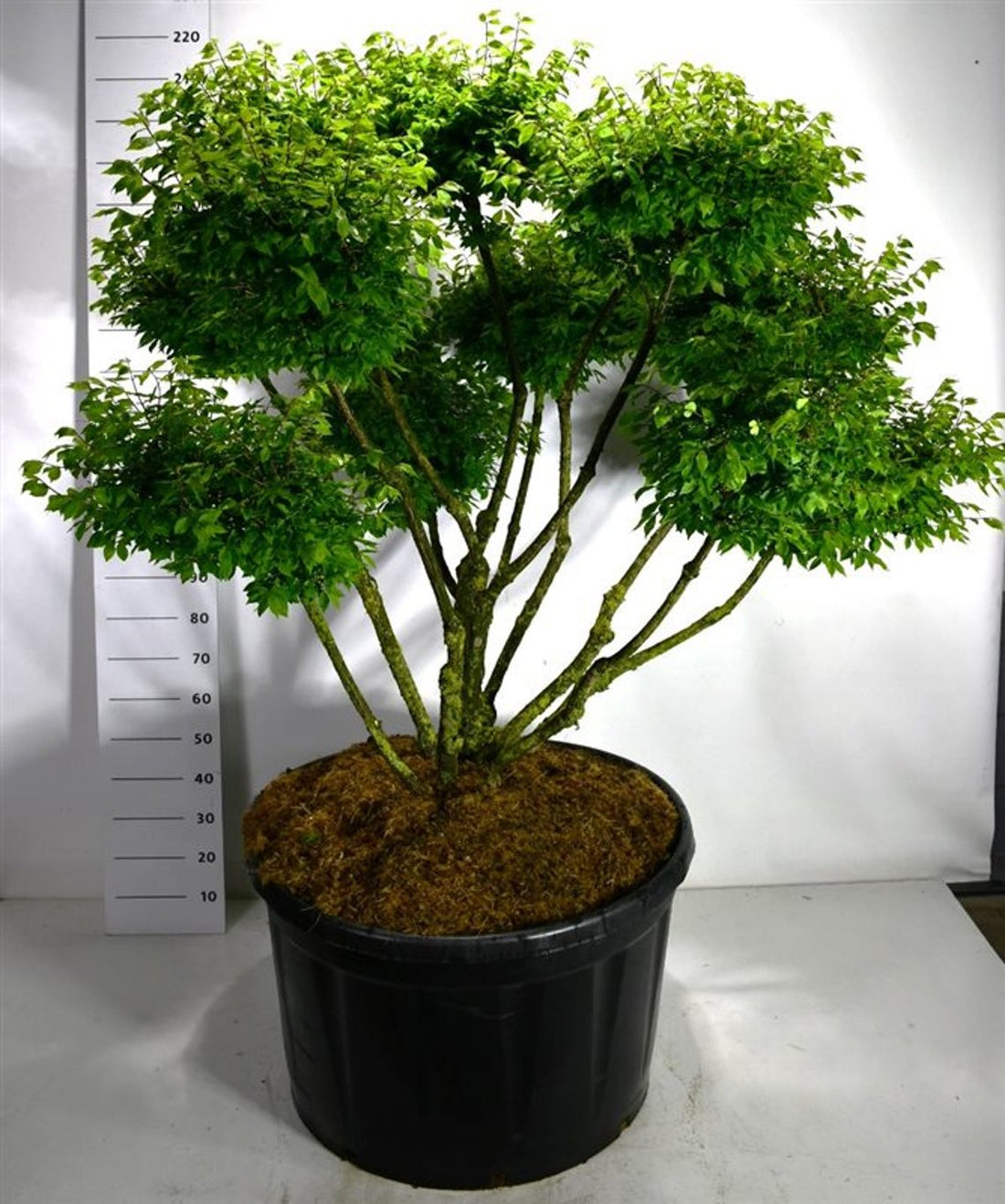 Vingbenved – Euonymus alatus &