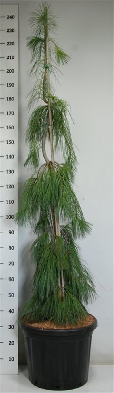 Västra vit­tall – Pinus strobus &