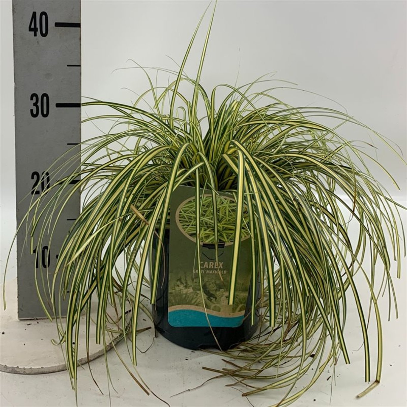 Starr – Carex oshimensis 'Maxigold' - C3