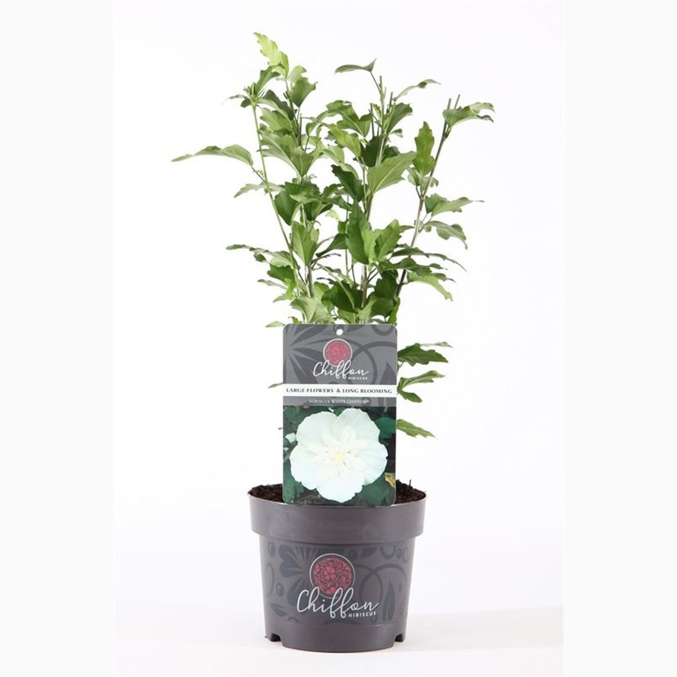 Hibiskus – Hibiscus syriacus 'White Chiffon' - C3