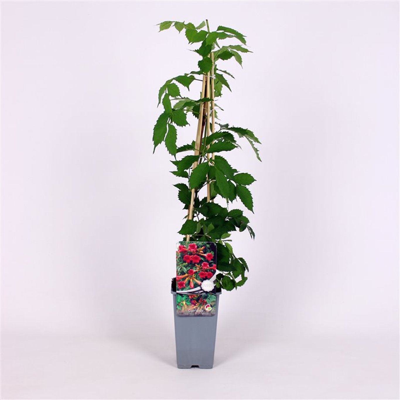 Trumpetranka – Campsis radicans 'Flamenco' - C2 70/+ CM
