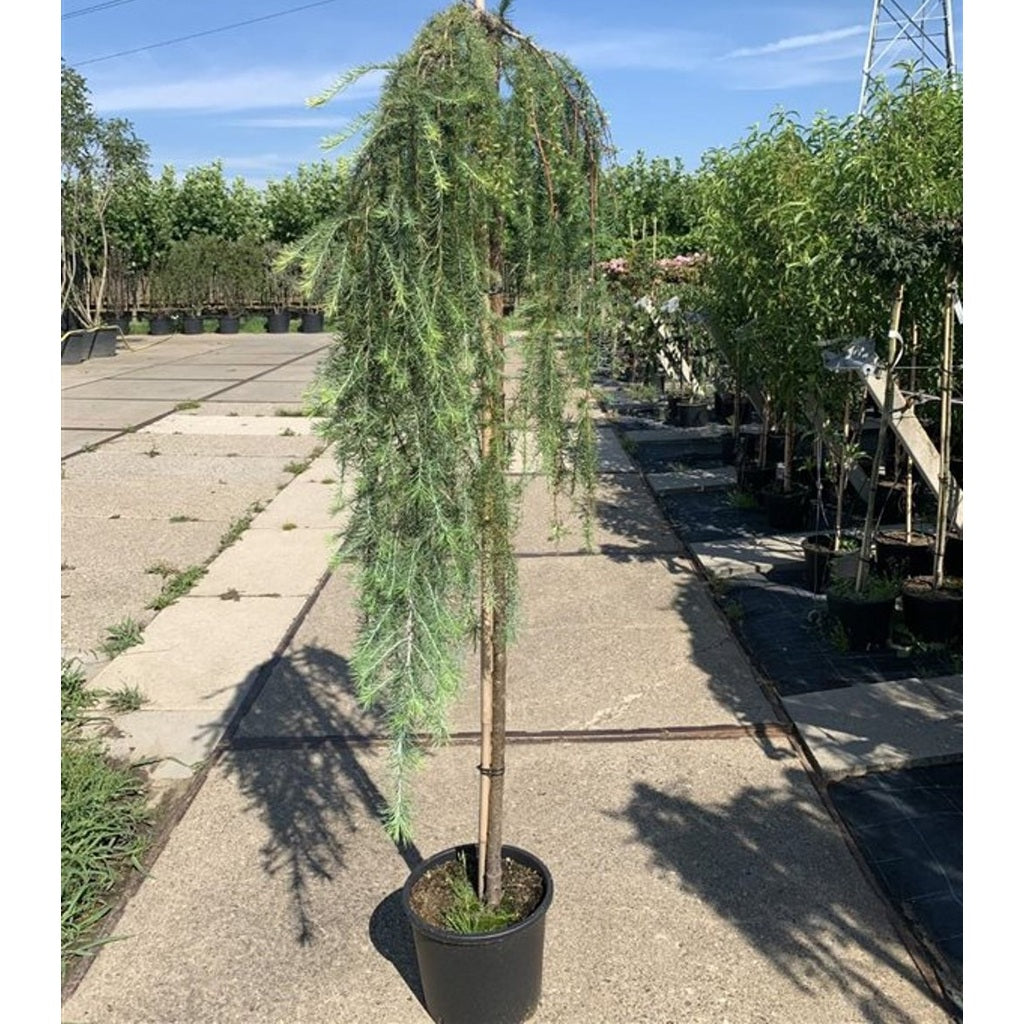 Japansk lärk – Larix kaempferi 'Stiff Weeper' - 150 CM Stem C12