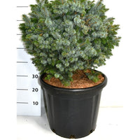 Sitkagran – Picea sitchensis 'Tenas' - C35 60-70 cm.
