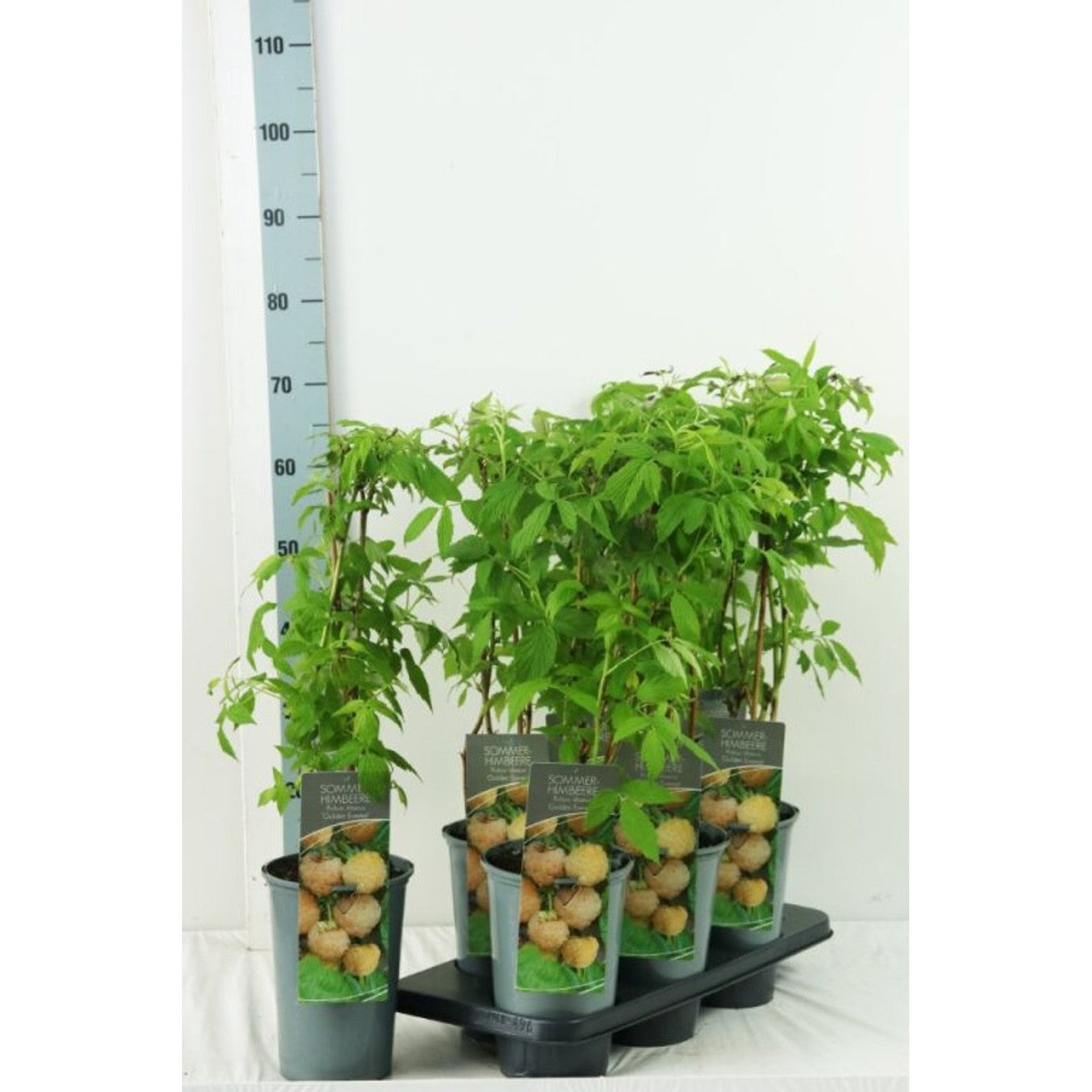 Hallon – Rubus idaeus 'Golden Everest' - C3 40-60 CM