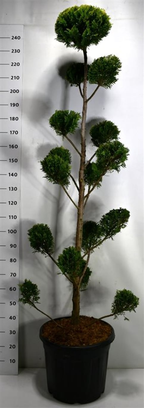 Cypresscypress – Cupressocyparis leylandii 'Castlewellan Gold' - C50 200-225 cm. Bonsai