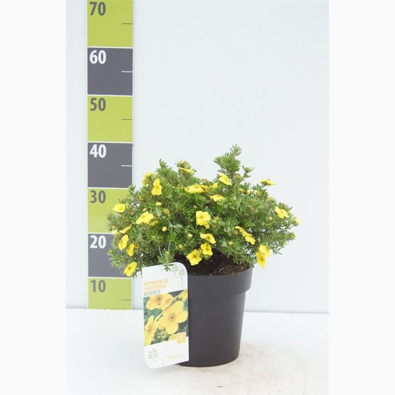 Praktspirea – Potentilla fruticosa 'Kobold' - C4,6 30-40 CM