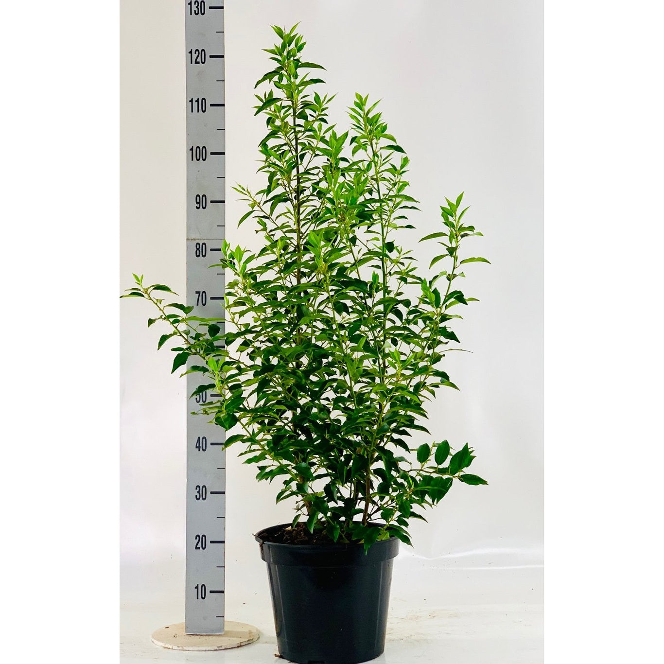 Lagerkörsbär – Prunus lusitanica 'Angustifolia' - C10 100-125 CM