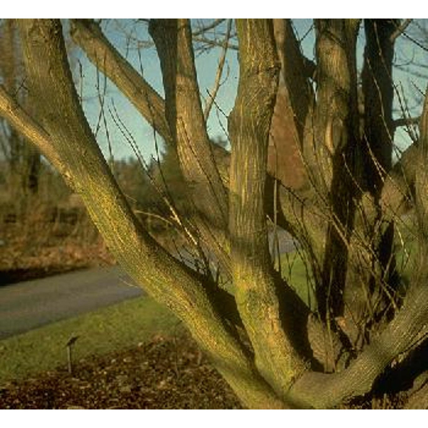 Vingsnötsläktet – Pterocarya fraxinifolia - 20/25 WRB