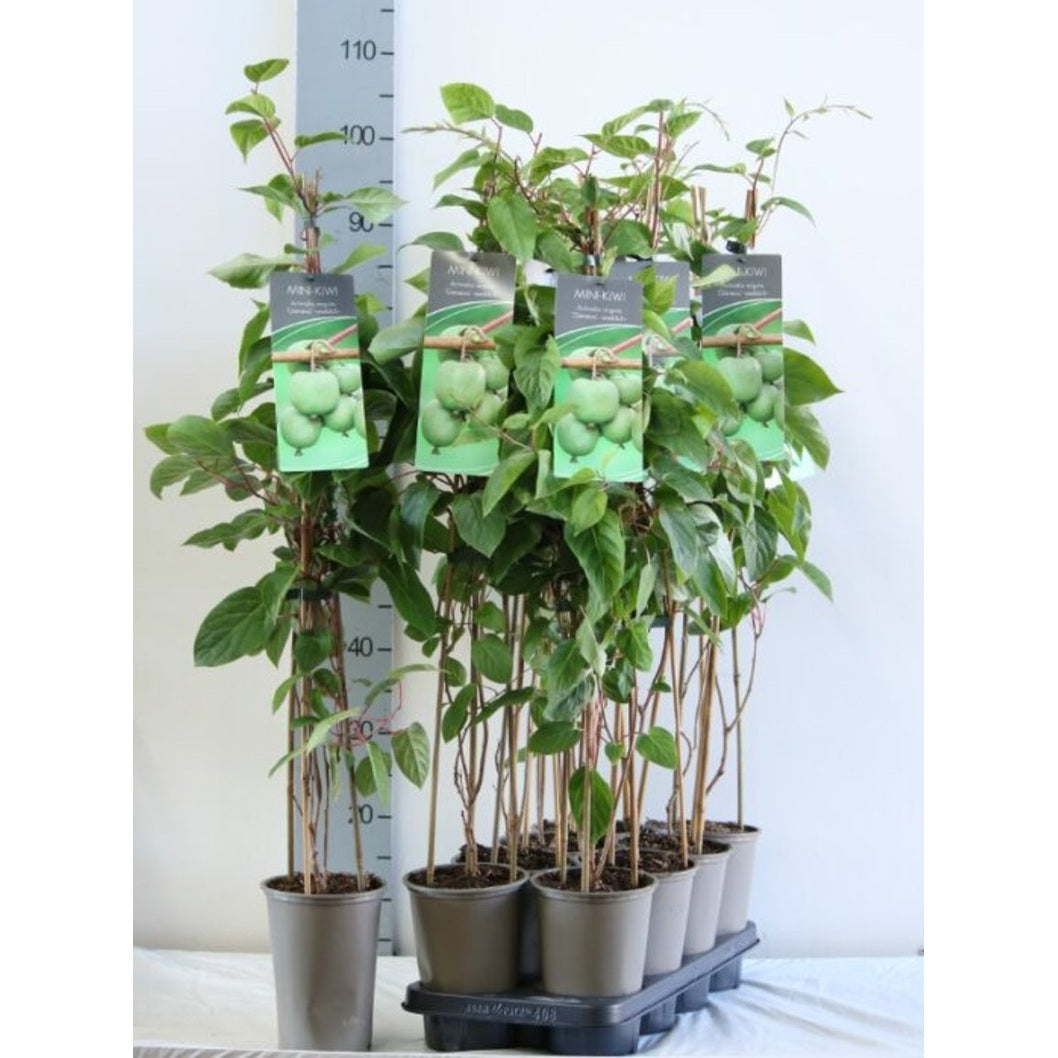 Minikiwi – Actinidia a. 'Geneva' - C2 60-80 CM Stick