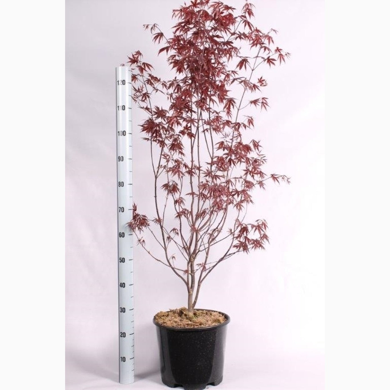 Japansk lönn – Acer pal. 'Bloodgood' - C15