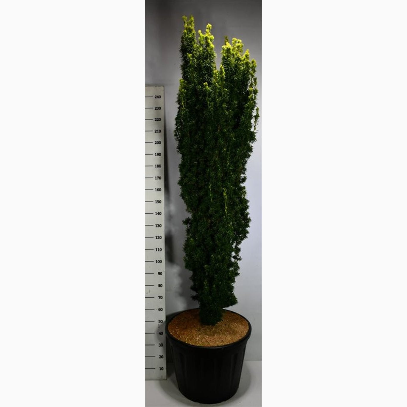 Idegran – Taxus baccata 'Fastigiata Aurea' - C130 300-350 CM