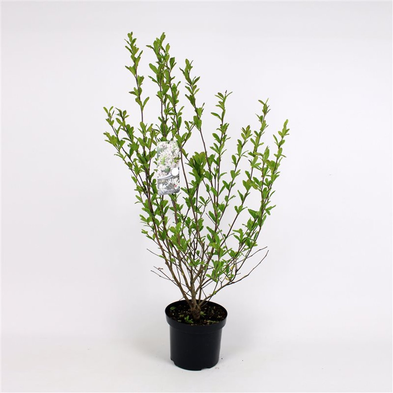 Stjärnmagnolia – Magnolia stellata - C7,5 100-125 CM