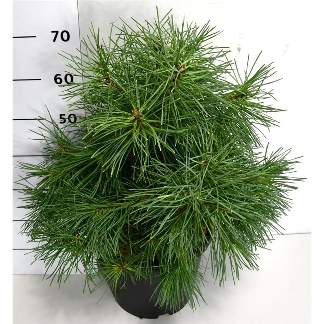 Tall – Pinus sylvestris &