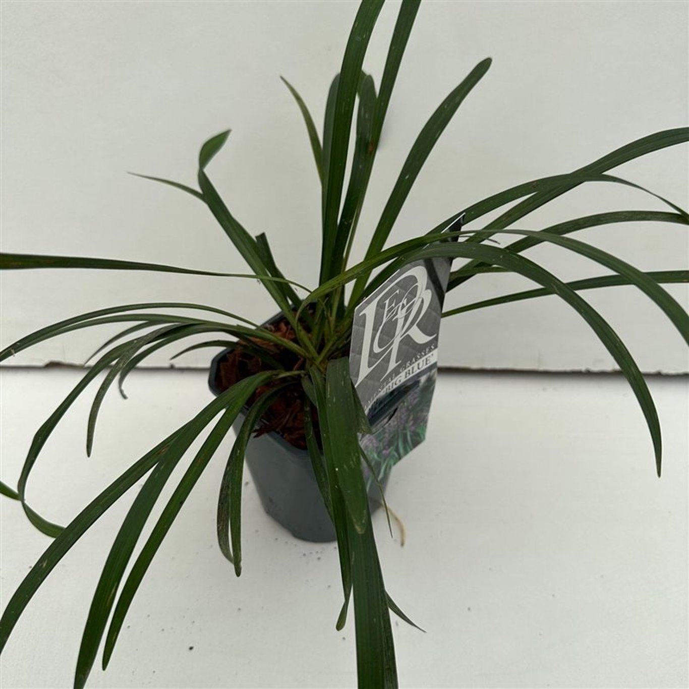 Liriop – Liriope muscari 'Big Blue' - C1