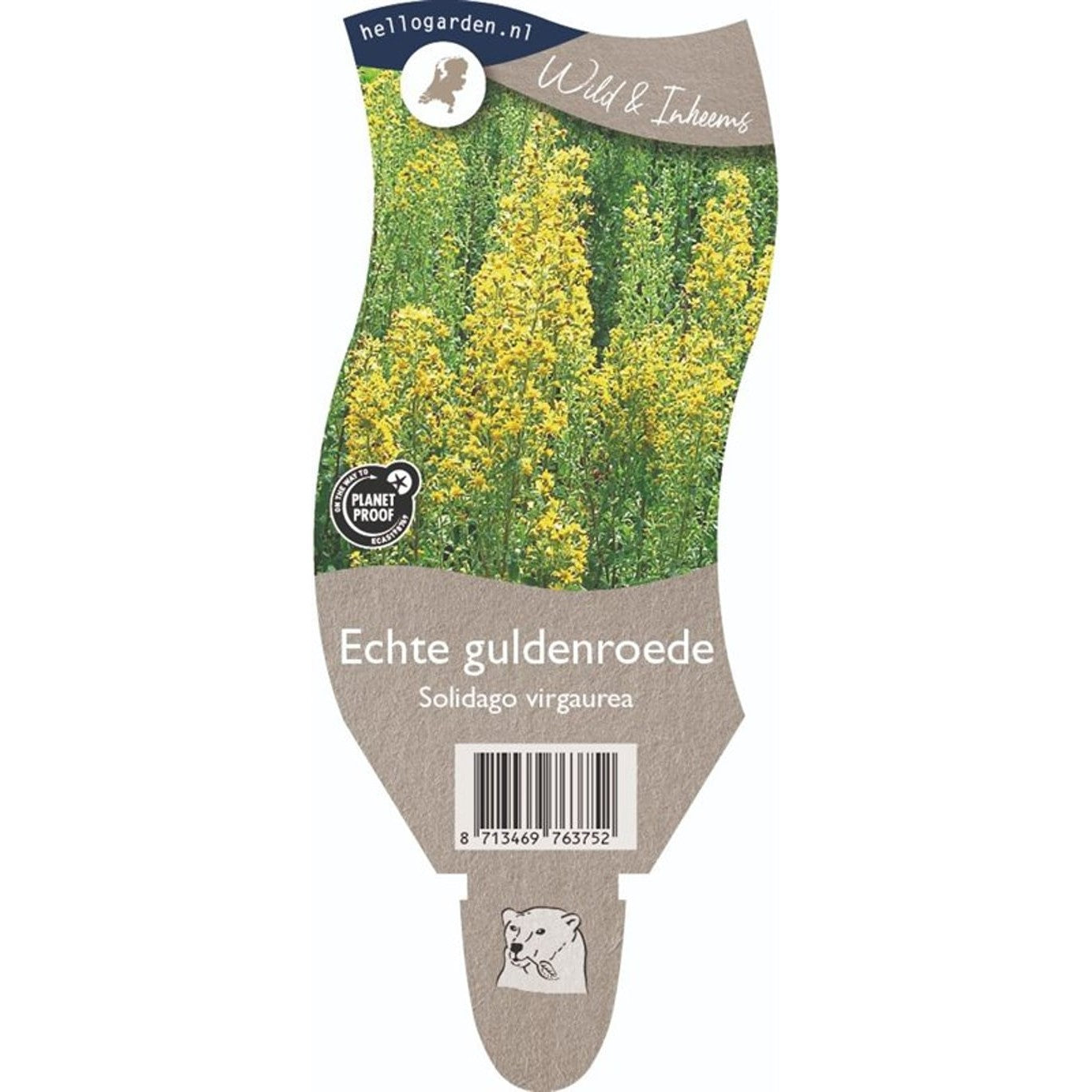 Gullris – Solidago virgaurea - P11