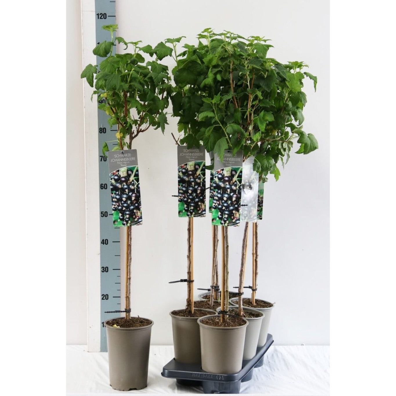 Svartvinbär – Ribes nigrum 'Titania' - C3 80-100 CM