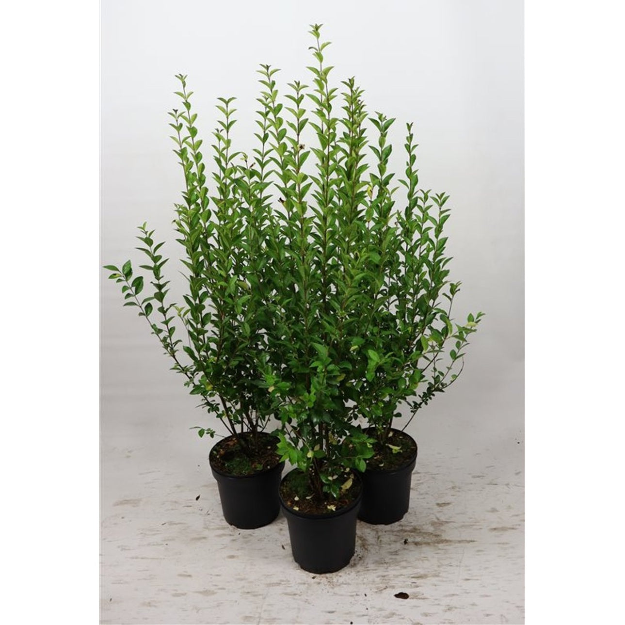 Liguster – Ligustrum ovalifolium - C7.5 80-100 CM