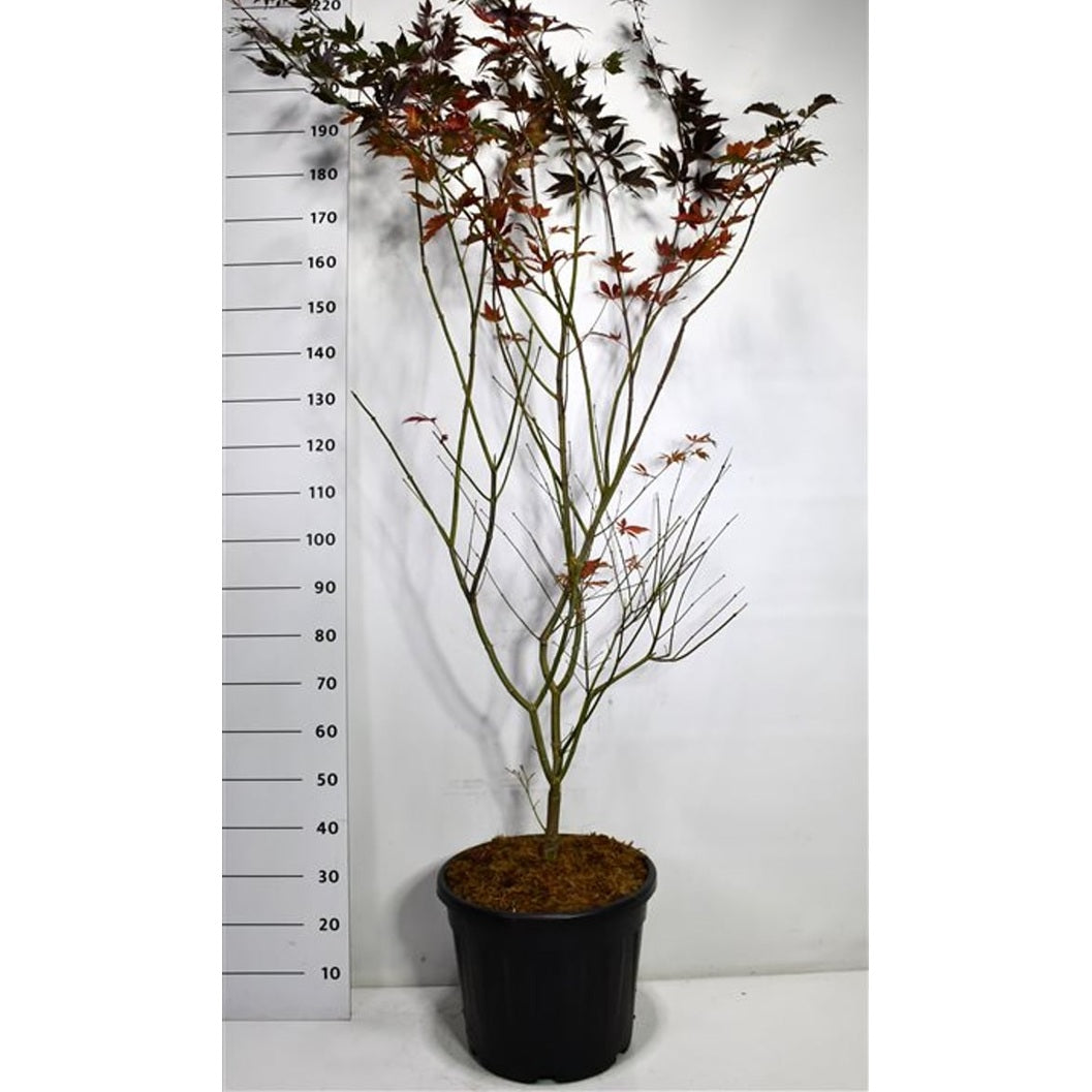 Japansk lönn – Acer palmatum 'Trompenburg' - C35 175-200 cm.