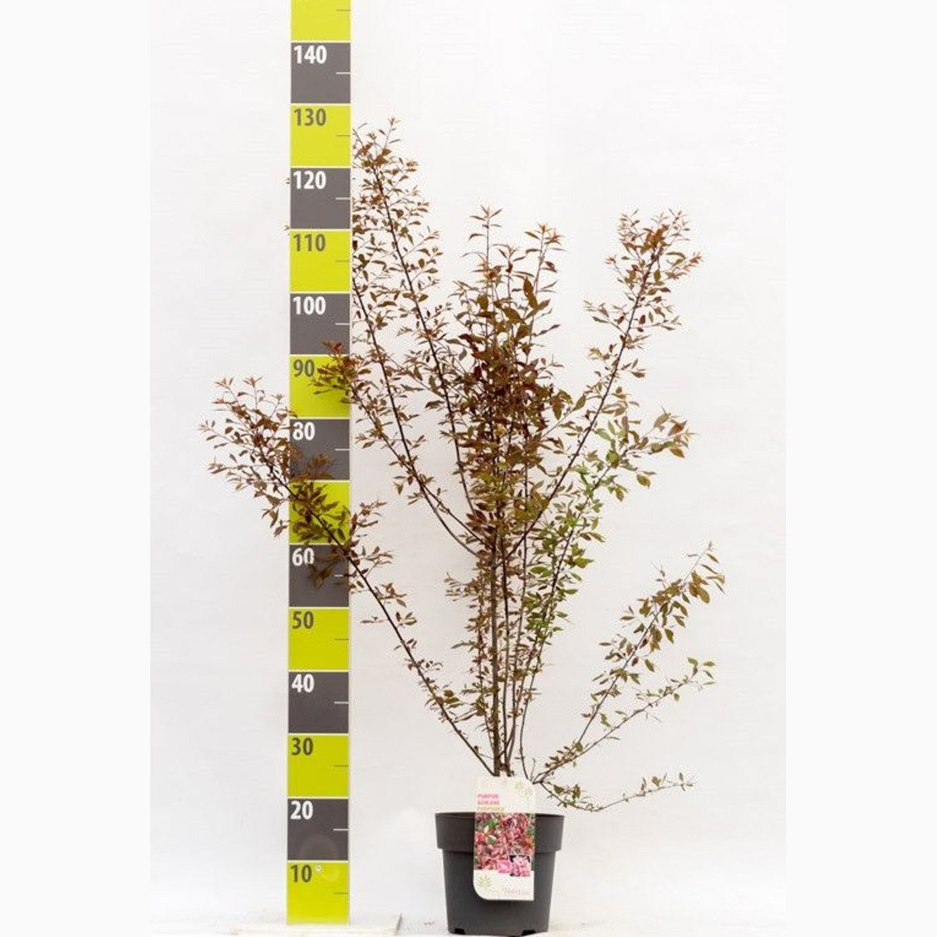 Slån – Prunus spinosa 'Purpurea' - C4,6 40-60 CM