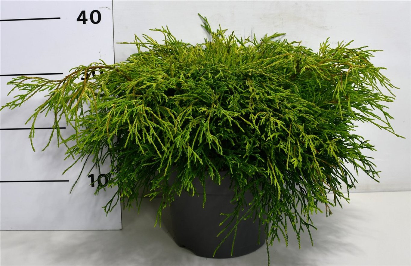 Ädelcypress – Chamaecyparis pisifera &