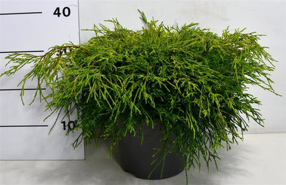 Ädelcypress – Chamaecyparis pisifera &