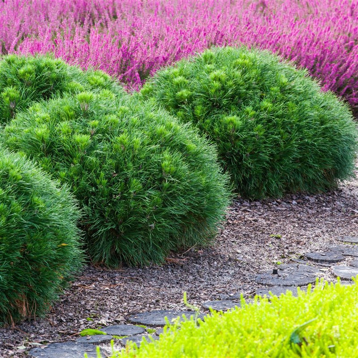 Svarttall – Pinus nigra 'Green Pearl' - C3 20-25 CM