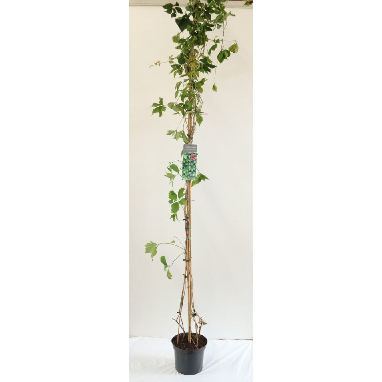 Klättervildvin – Parthenocissus quinquefolia - C7.5 225-275 CM Stock
