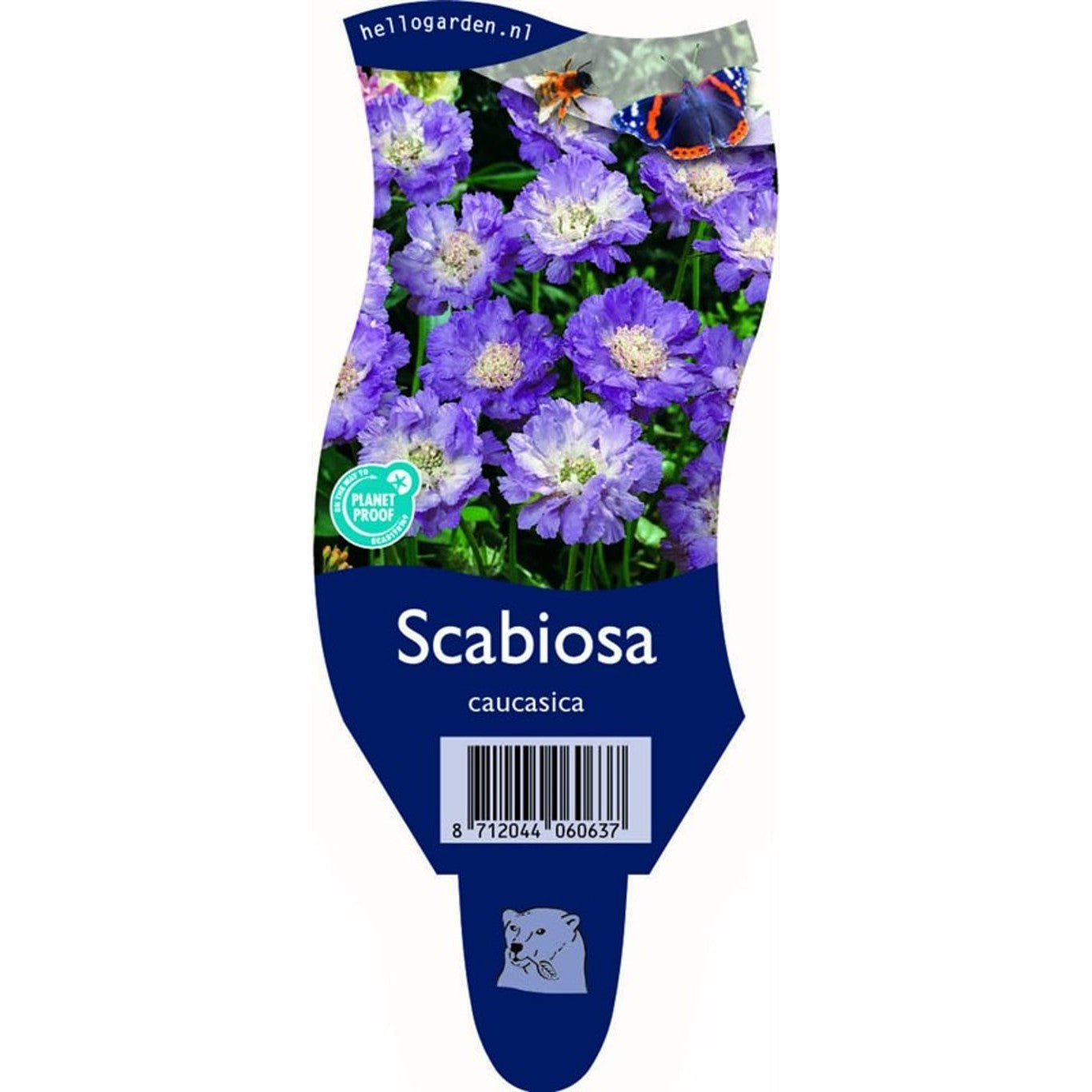 Kaukasisk vädd – Scabiosa caucasica - P11