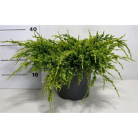 Himalaya-en – Juniperus squamata 'Holger' - C5 40-50 cm.