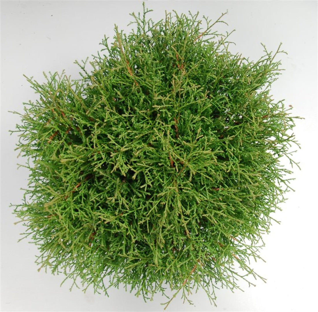 Thuja – Thuja occidentalis &