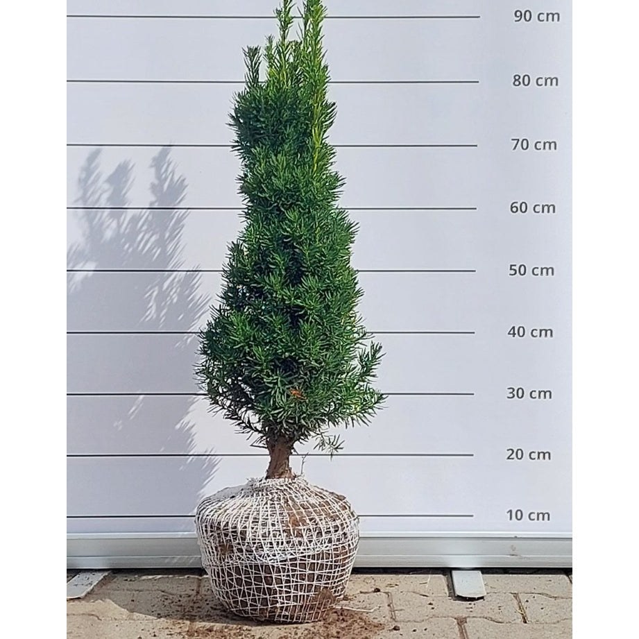 Hybrididegran – Taxus media 'Viridis' - 60-70 CM RB