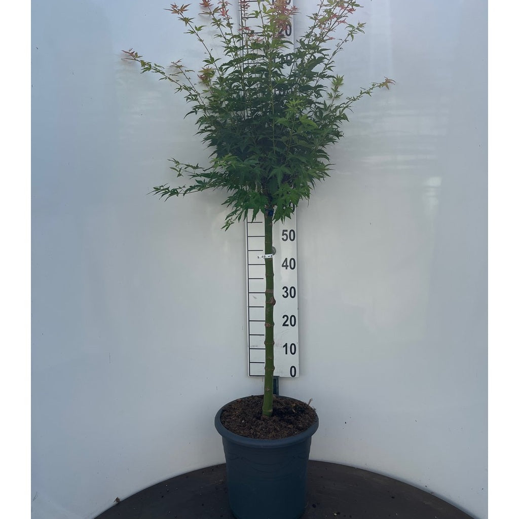 Japansk lönn – Acer pal. 'Wilson's Pink Dwarf' - 60 CM Stem C15