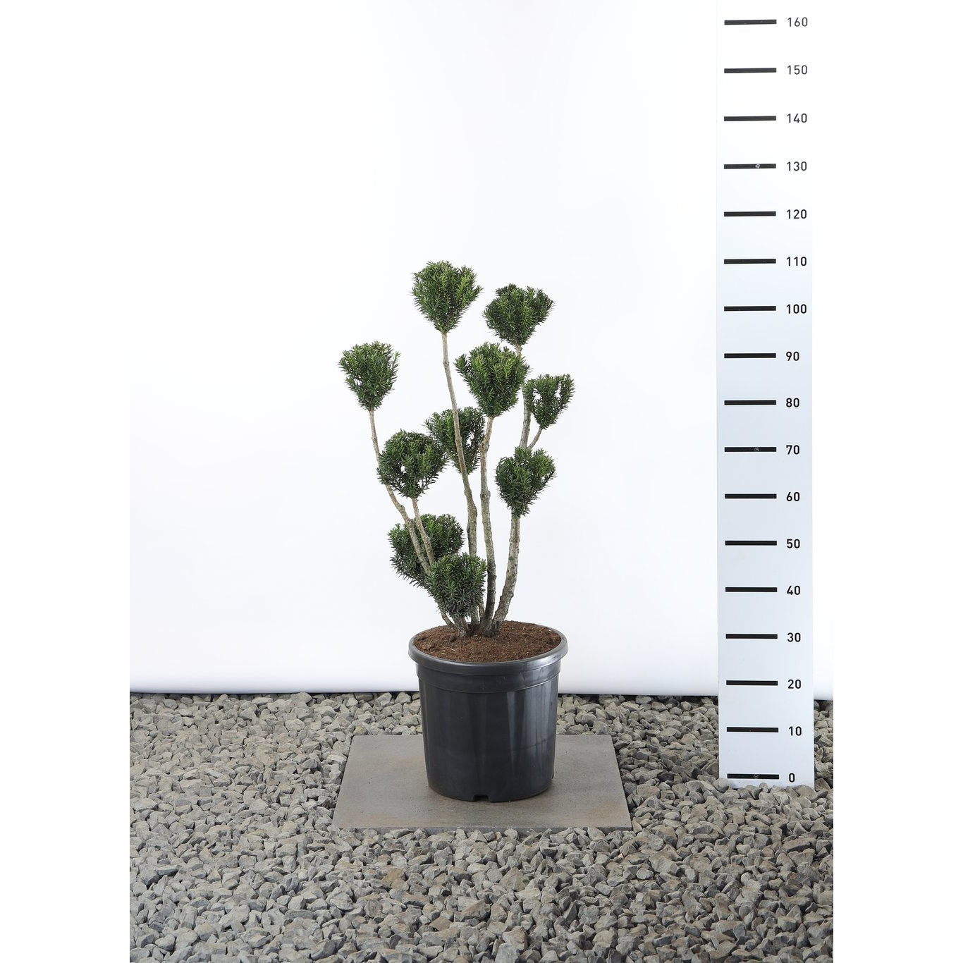 Hybrididegran – Taxus media 'Hillii' - 60-80 CM PonPon EXTRA in Cont.