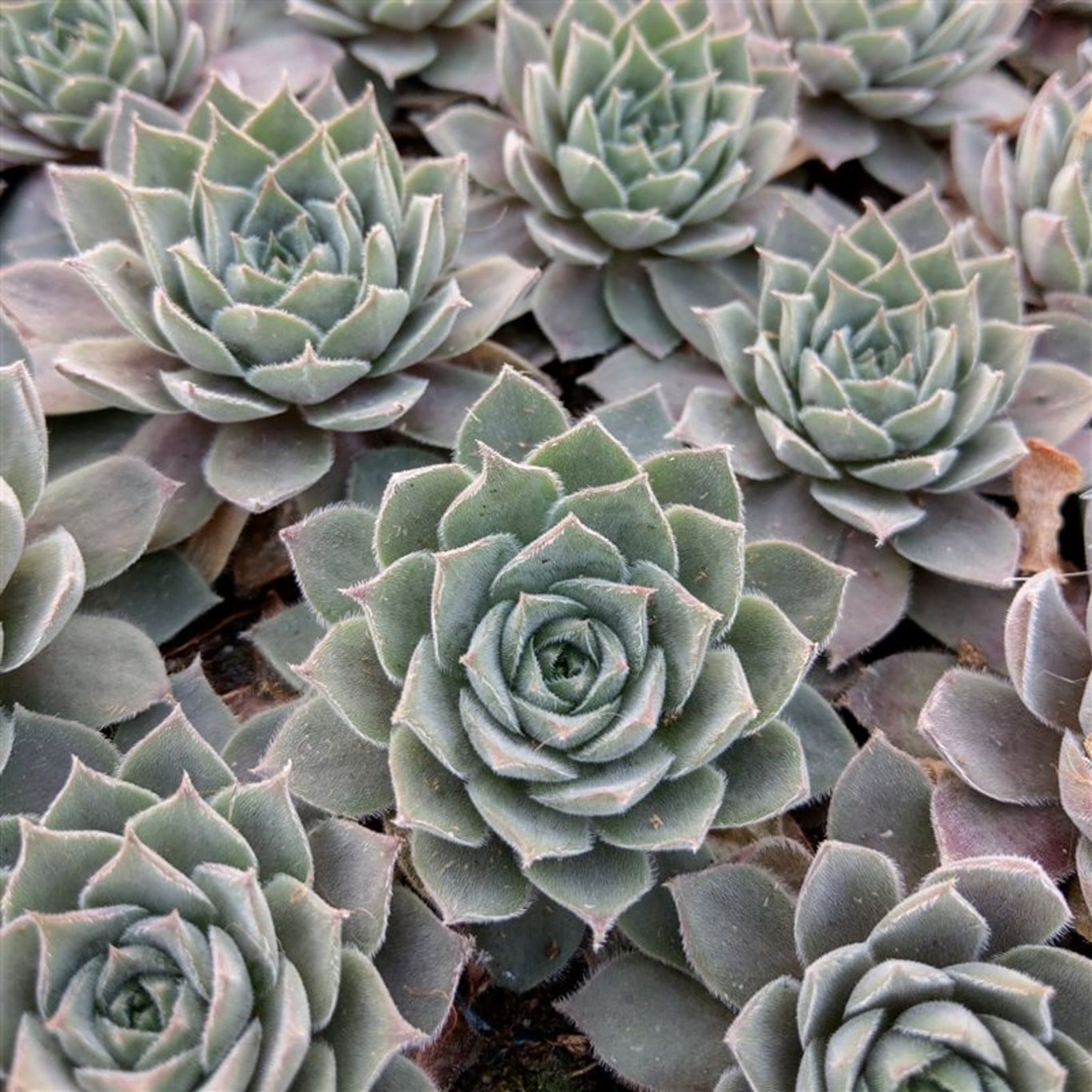 Taklök – Sempervivum 'Aquila' - P11