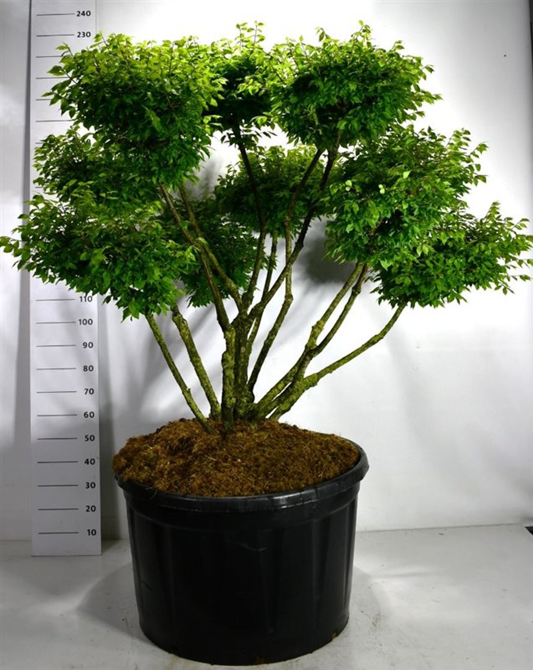 Vingbenved – Euonymus alatus &