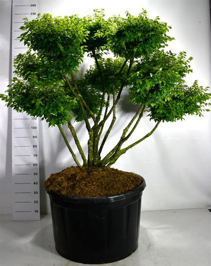 Vingbenved – Euonymus alatus &