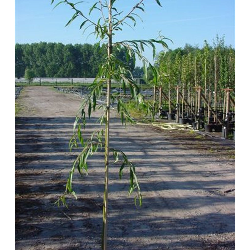 Guldpil – Salix sepulcralis 'Chrysocoma' - 14/16 in Cont HO/ST