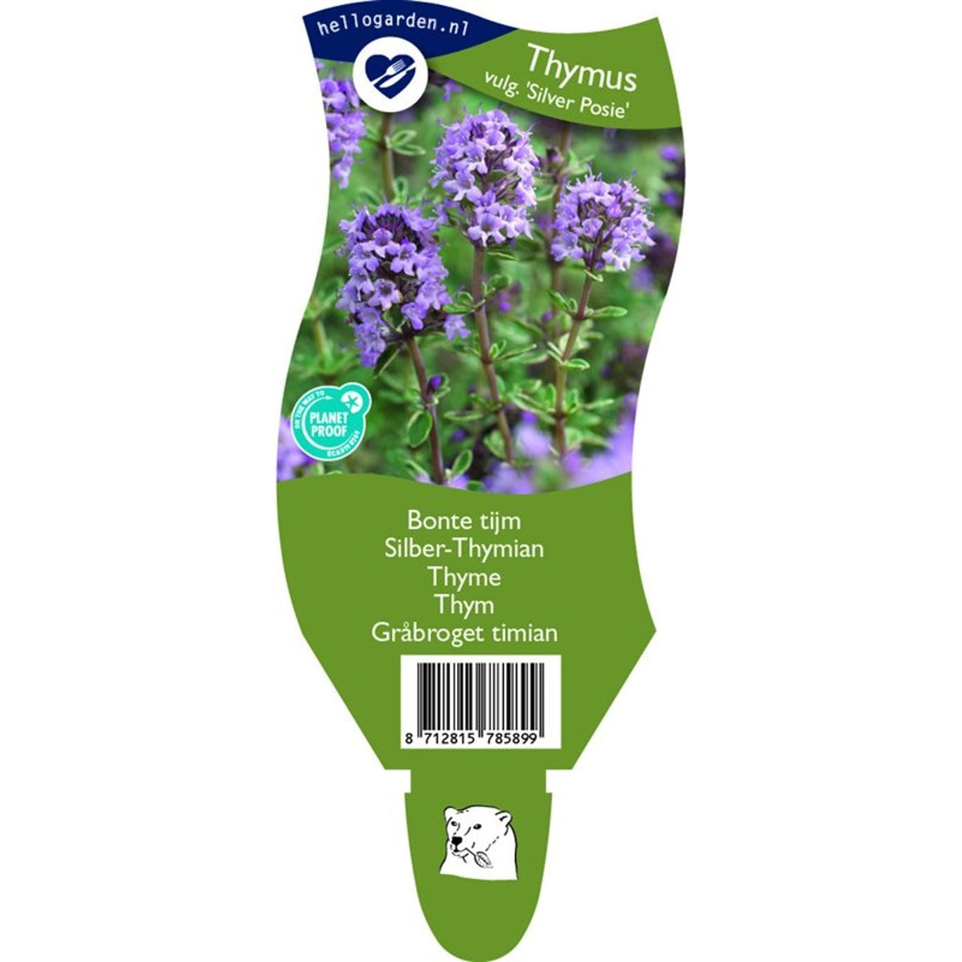 Kryddtimjan – Thymus vulgaris 'Silver Posie' - P11