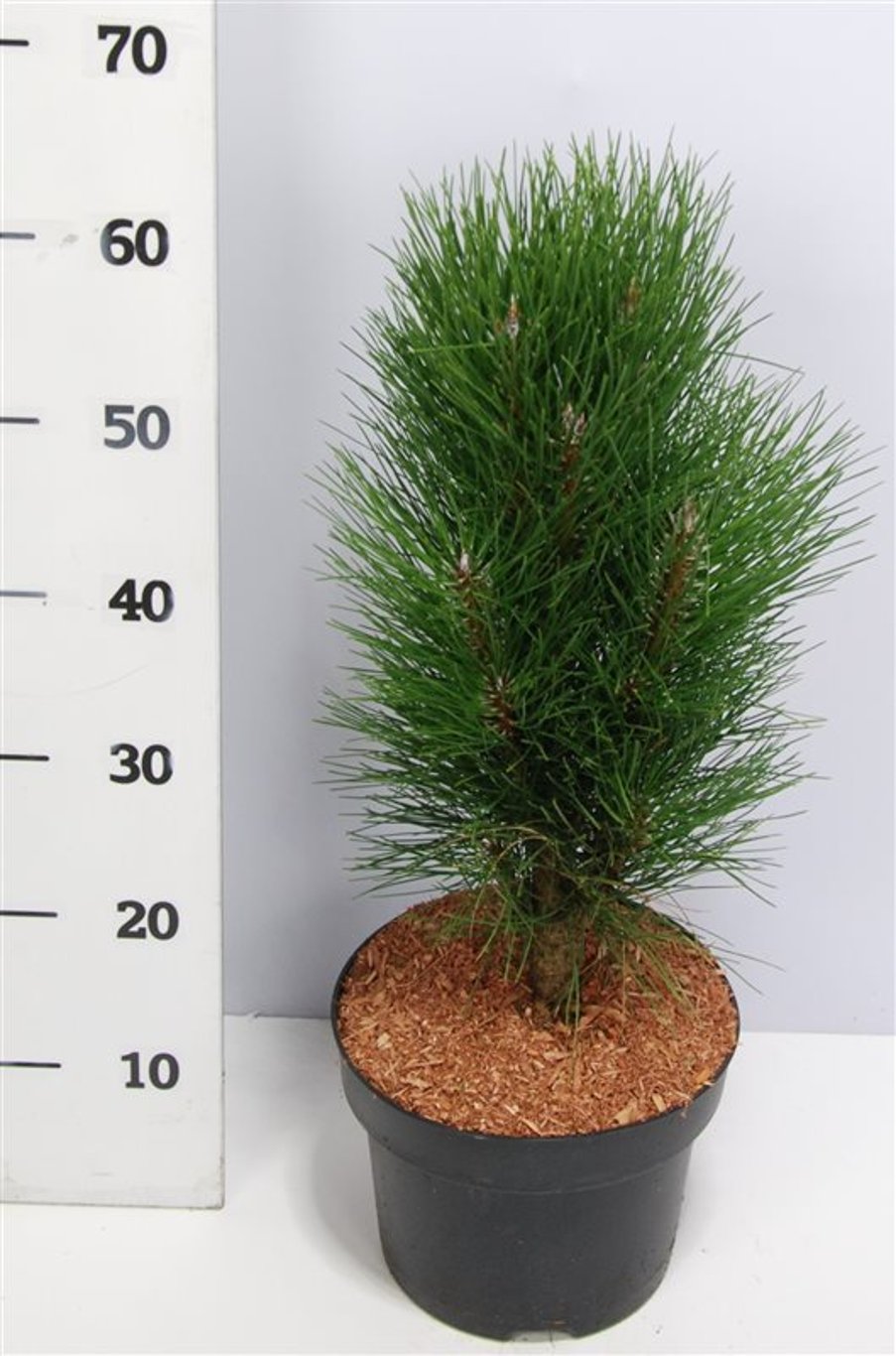 Svarttall – Pinus nigra &