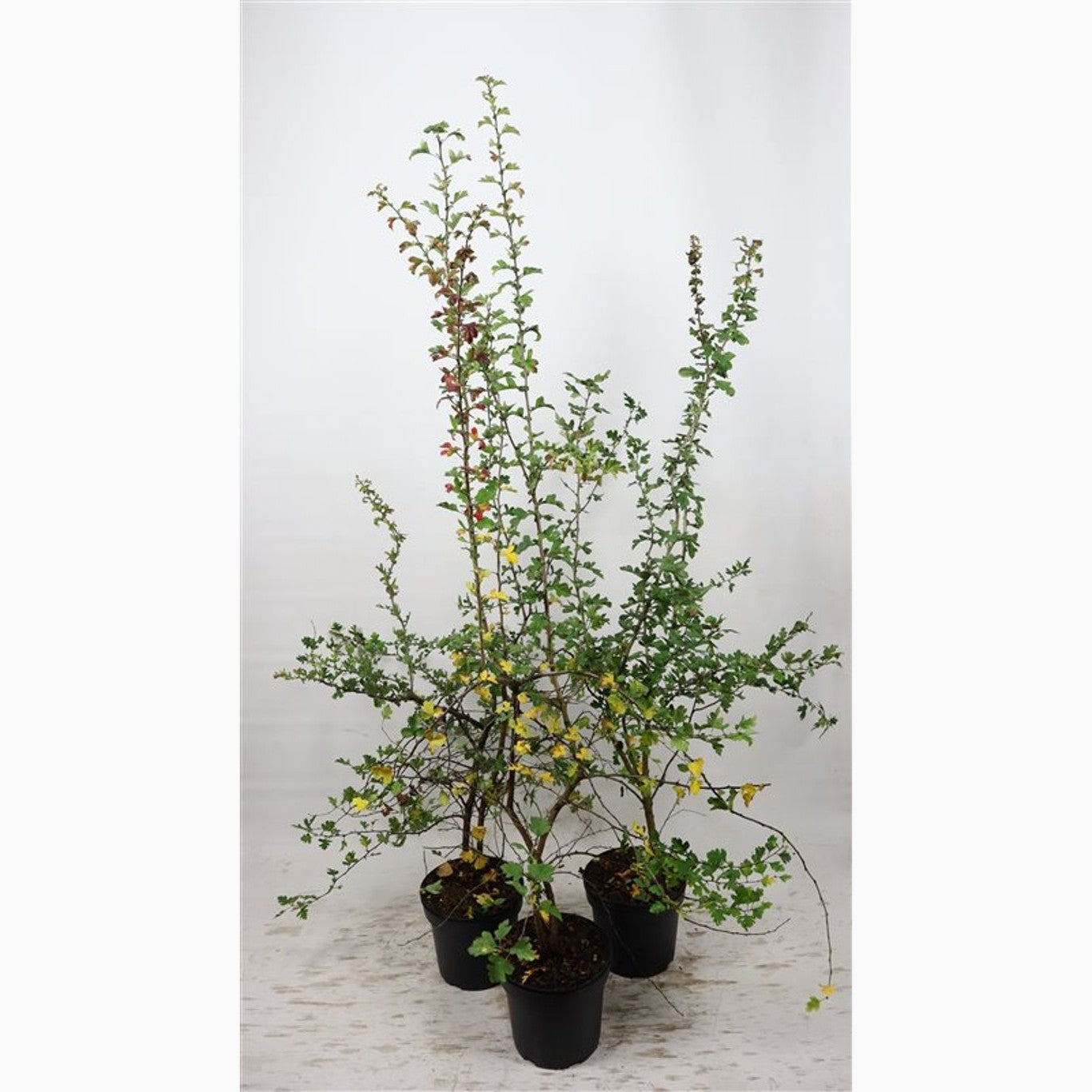 Hagtorn – Crataegus monogyna - C7.5 150-175 CM